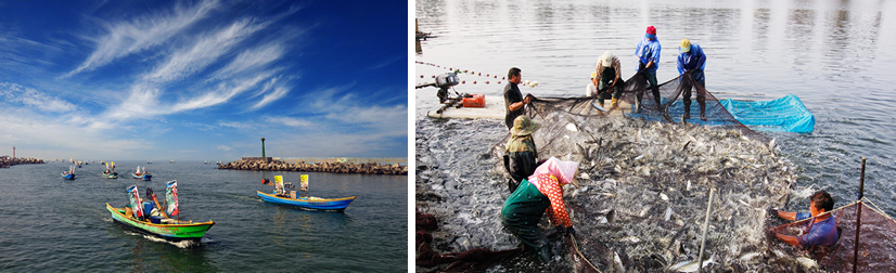 快樂返航 魚塭收成