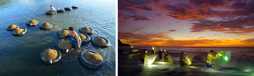 蜆貝收成  捕撈魚苗