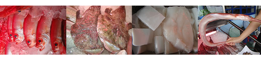 紅目鰱、安康魚、曼波魚、馬鞭魚