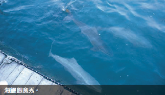 海鱺餵食秀