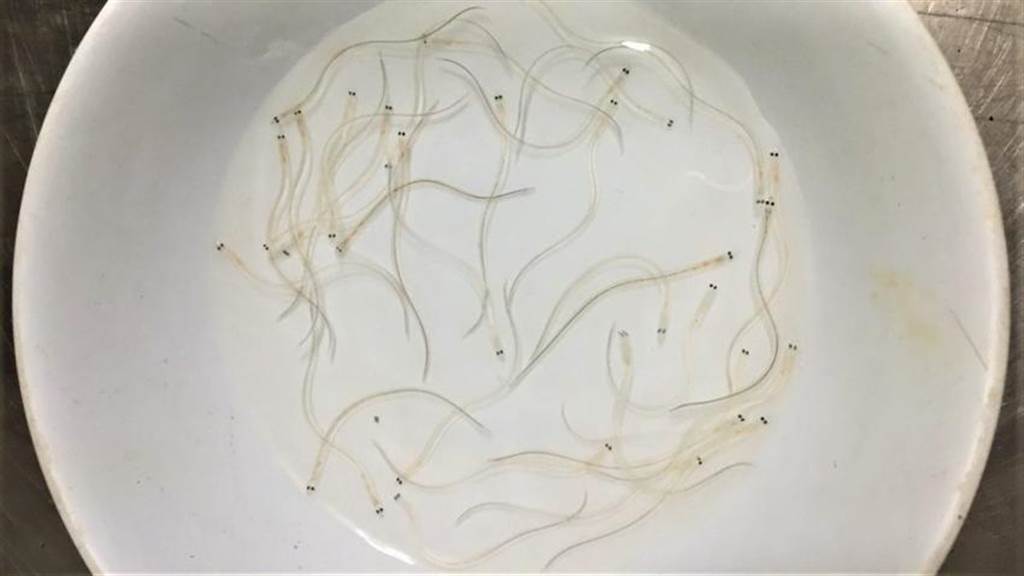 饅苗有「白金」之稱。（圖／農委會提供）