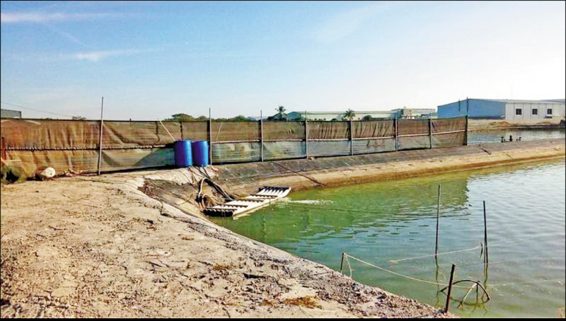 魚塭北側搭防風棚，有助降低寒害。（資料照，高市海洋局提供）