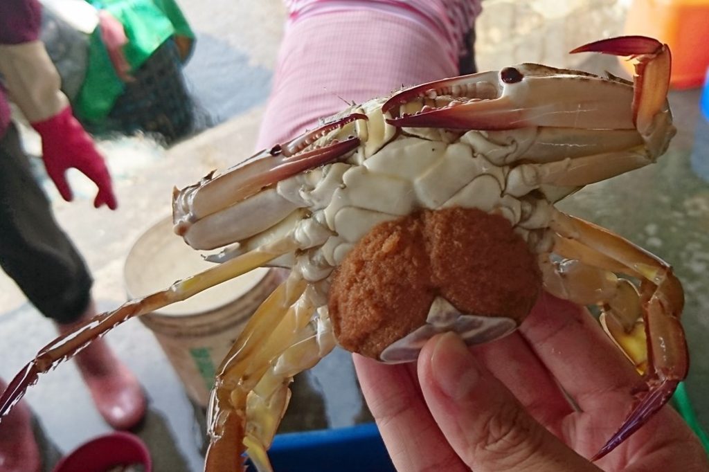 抱卵母蟹禁漁期從現行的每年8月16日至11月15日，修正為8月1日至12月31日，等於是增加了2個月的禁漁時間，新規定預計今年8月上路。（圖片提供／漁業署）