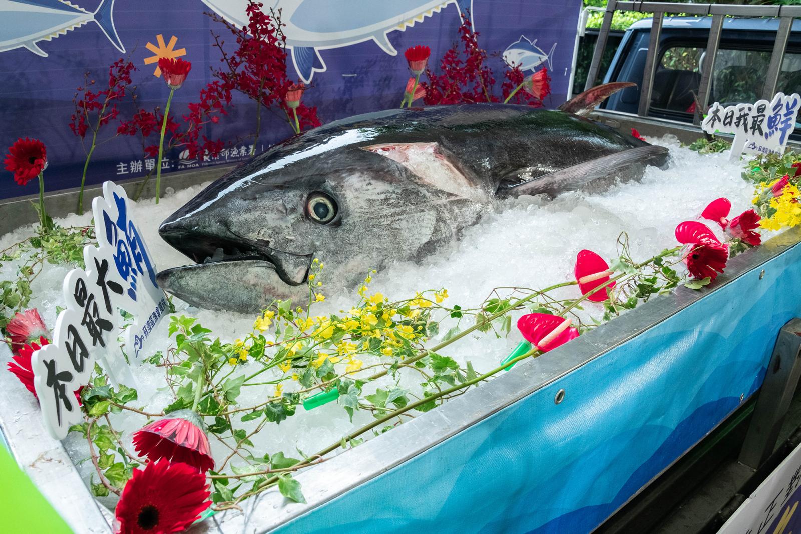 4_現場展示生鮮黑鮪全魚