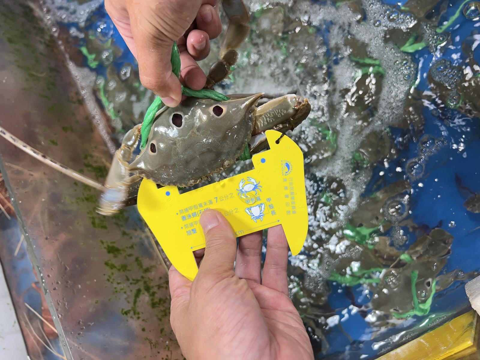 漁業署在魚市場進行查核作業1